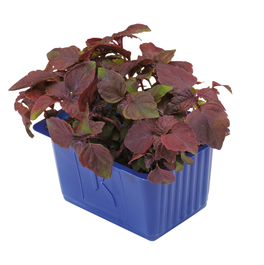 Kırmızı Perilla Filizi